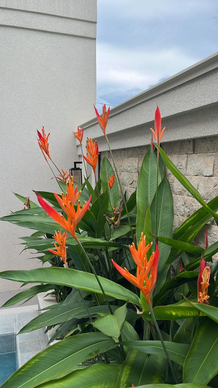 Pimenteiras ornamentais